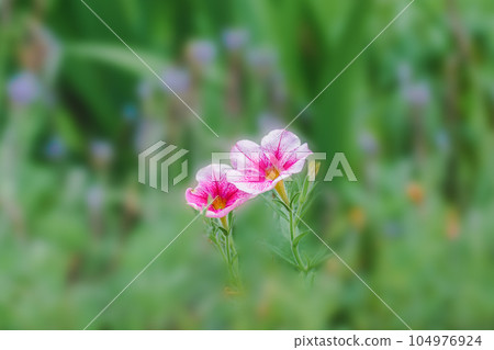 花壇裡盛開的矮牽牛花 花壇裡盛開的矮牽牛花 104976924