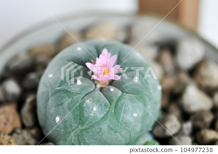 Lophophora fricii or Peyote cactus or Lophophora williamsii , Peyote Lophophora williamsii or cactus with flower Lophophora fricii or Peyote cactus or Lophophora williamsii , Peyote Lophophora williamsii or cactus with flower 104977238