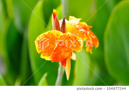 Indian shot, India short plant or India shoot or Butsarana or Cannas or Canna lily or Canna indica L or CANNACEAE or orange flower 104977244