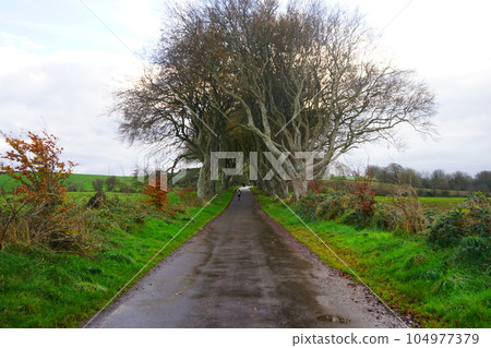 ireland dark hedges beech trees ireland dark hedges beech trees 104977379