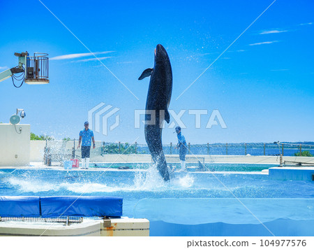 Dolphin Show Dolphin Show 104977576