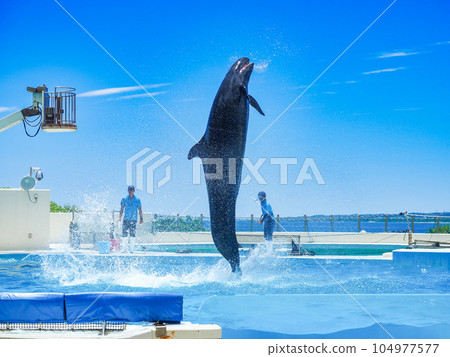 海豚表演 海豚表演 104977577