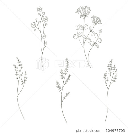 Botanical drawing. Minimal plant logo, meadow - Stock Illustration  [104977703] - PIXTA