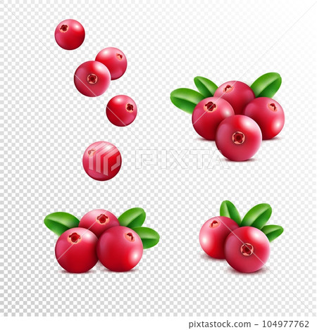 Cranberry. Realistic raspberry fruit, vitamin berries, summer food and leaf, healthy plant. Organic cowberry. Botanical elements for food and cosmetics packaging. Vector isolated illustration Cranberry. Realistic raspberry fruit, vitamin berries, summer food and leaf, healthy plant. Organic cowberry. Botanical elements for food and cosmetics packaging. Vector isolated illustration 104977762