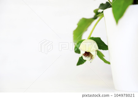 Small flowers, white background Small flowers, white background 104978021