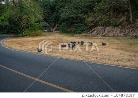 Flock of guinea fowl 104978197