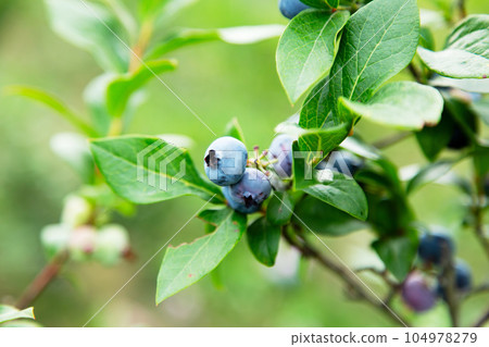A fruitful blueberry 104978279