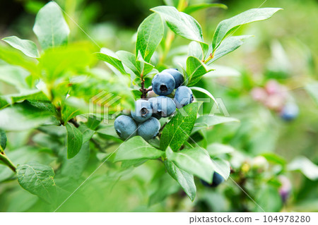 A fruitful blueberry 104978280