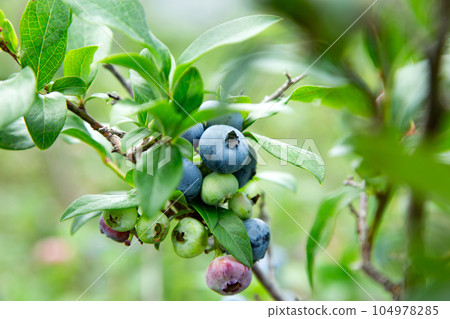 A fruitful blueberry A fruitful blueberry 104978285