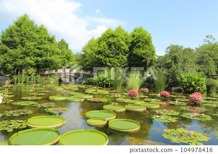 Kusatsu Municipal Aquatic Botanical Garden Mizunomori [Paraguayan lilies and water lilies in the shadow pond] / Kusatsu City, Shiga Prefecture 104978416