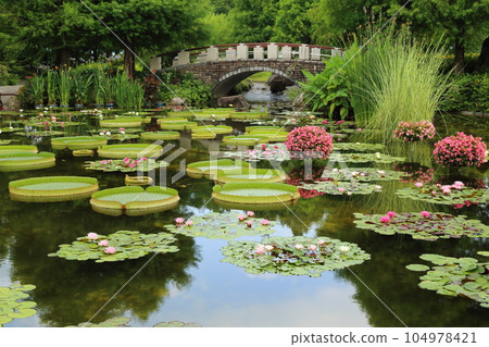 草津市立水生植物園水之森【巴拉圭百合和影子池中的睡蓮】/滋賀縣草津市 草津市立水生植物園水之森【巴拉圭百合和影子池中的睡蓮】/滋賀縣草津市 104978421