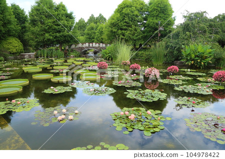 草津市立水生植物園水之森【巴拉圭百合和影子池中的睡蓮】/滋賀縣草津市 草津市立水生植物園水之森【巴拉圭百合和影子池中的睡蓮】/滋賀縣草津市 104978422