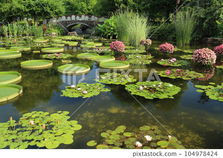 草津市立水生植物園水之森【巴拉圭百合和影子池中的睡蓮】/滋賀縣草津市 104978424