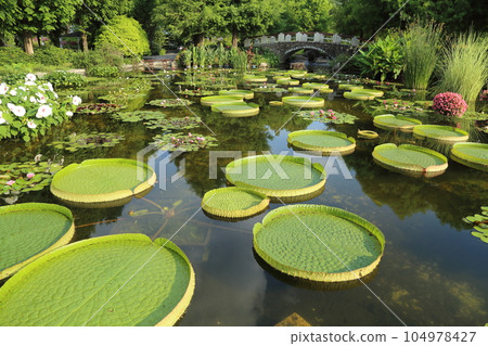 草津市立水生植物園水之森【巴拉圭百合和影子池中的睡蓮】/滋賀縣草津市 104978427