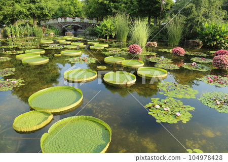 草津市立水生植物園水之森【巴拉圭百合和影子池中的睡蓮】/滋賀縣草津市 草津市立水生植物園水之森【巴拉圭百合和影子池中的睡蓮】/滋賀縣草津市 104978428