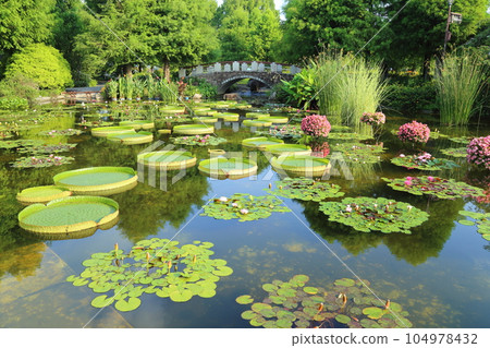 草津市立水生植物園水之森【巴拉圭百合和影子池中的睡蓮】/滋賀縣草津市 104978432