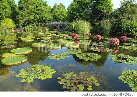 草津市立水生植物園水之森【巴拉圭百合和影子池中的睡蓮】/滋賀縣草津市 104978433