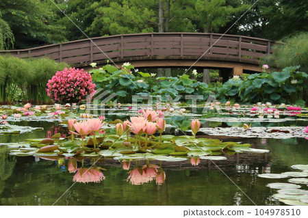 Kusatsu Municipal Aquatic Botanical Garden Mizunomori [Water lily and Paraguayan lily of Hanakage Pond] / Kusatsu City, Shiga Prefecture 104978510