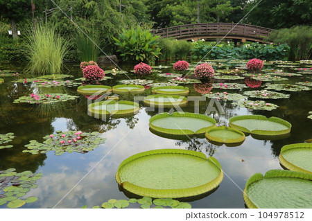 草津市立水生植物園水之森【花影池的睡蓮、巴拉圭百合】/滋賀縣草津市 104978512