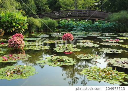 草津市立水生植物園水之森【花影池的睡蓮、巴拉圭百合】/滋賀縣草津市 104978513