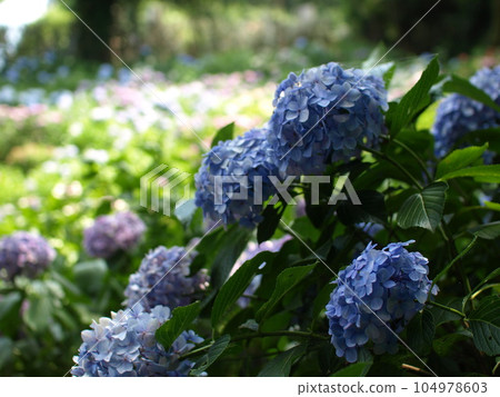 繡球花田 104978603