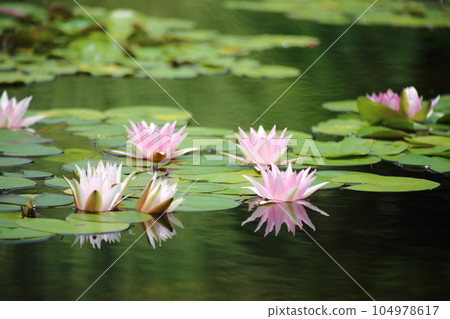 草津市立水生植物園水之森【花影池的睡蓮、巴拉圭百合】/滋賀縣草津市 104978617
