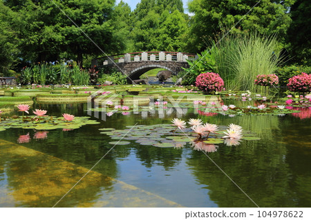 草津市立水生植物園水之森【花影池的睡蓮、巴拉圭百合】/滋賀縣草津市 草津市立水生植物園水之森【花影池的睡蓮、巴拉圭百合】/滋賀縣草津市 104978622