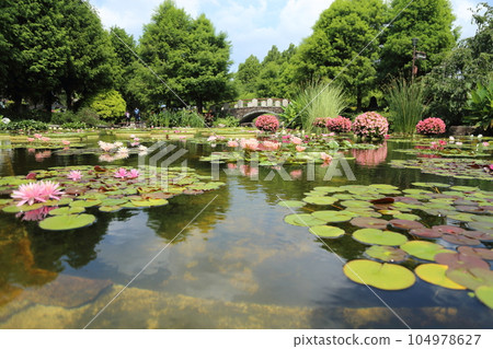 草津市立水生植物園水之森【花影池的睡蓮、巴拉圭百合】/滋賀縣草津市 104978627