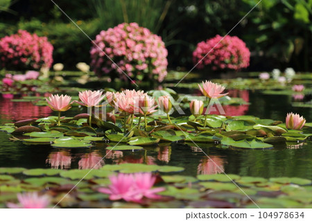 草津市立水生植物園水之森【花影池的睡蓮、巴拉圭百合】/滋賀縣草津市 104978634
