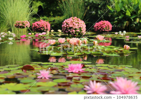 草津市立水生植物園水之森【花影池的睡蓮、巴拉圭百合】/滋賀縣草津市 104978635