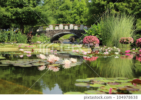 Kusatsu Municipal Aquatic Botanical Garden Mizunomori [Water lily and Paraguayan lily of Hanakage Pond] / Kusatsu City, Shiga Prefecture 104978638