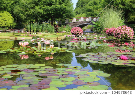 草津市立水生植物園水之森【花影池的睡蓮、巴拉圭百合】/滋賀縣草津市 草津市立水生植物園水之森【花影池的睡蓮、巴拉圭百合】/滋賀縣草津市 104978648