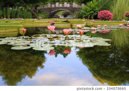 草津市立水生植物園水之森【花影池的睡蓮、巴拉圭百合】/滋賀縣草津市 104978660