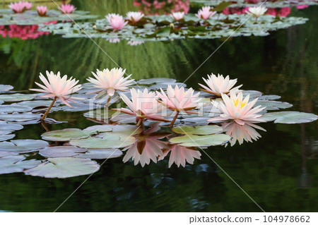 草津市立水生植物園水之森【花影池的睡蓮、巴拉圭百合】/滋賀縣草津市 104978662