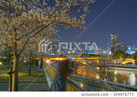 Tenmabashi Cherry Blossom Trees Night Cherry Blossoms Tenmabashi Cherry Blossom Trees Night Cherry Blossoms 104978775