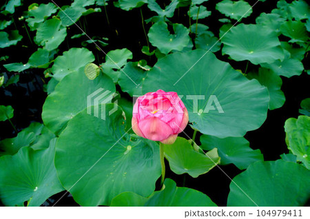 Blooming lotus flowers Blooming lotus flowers 104979411