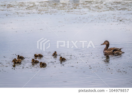 A family of ducks, a duck and its little ducklings are swimming in the water. The duck takes care of its newborn ducklings. Mallard, lat. Anas platyrhynchos A family of ducks, a duck and its little ducklings are swimming in the water. The duck takes care of its newborn ducklings. Mallard, lat. Anas platyrhynchos 104979857