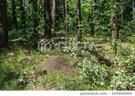 deciduous stand in the summer 104980064