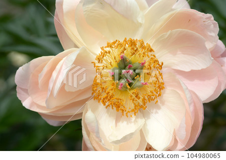 Coral Charm Peony 104980065