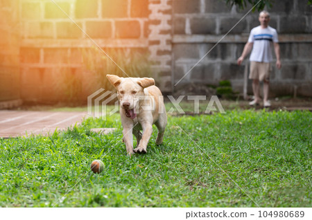 Labrador dog trying catch ball 104980689