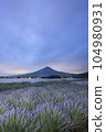 黎明前的富士山和薰衣草田（河口湖） 104980931