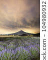 黎明前的富士山和薰衣草田（河口湖） 104980932