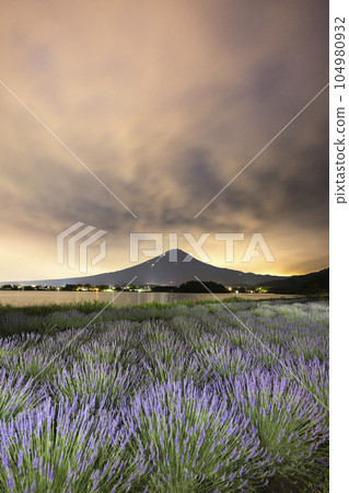 Mount Fuji and lavender fields before dawn (Lake Kawaguchi) Mount Fuji and lavender fields before dawn (Lake Kawaguchi) 104980932