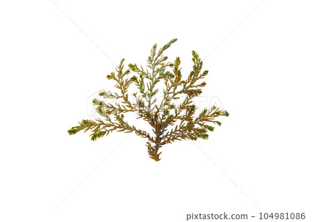 Ericaria selaginoides or Cystoseira tamariscifolia or Bushy Rainbow Wrack brown alga branch isolated on white Ericaria selaginoides or Cystoseira tamariscifolia or Bushy Rainbow Wrack brown alga branch isolated on white 104981086