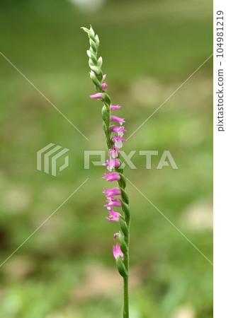 Spiranthes sinensis Spiranthes sinensis 104981219