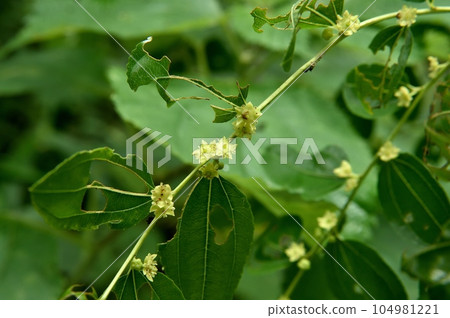 Jujube flowers Jujube flowers 104981221