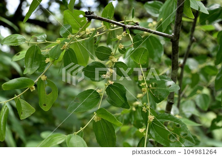 Jujube flowers 104981264