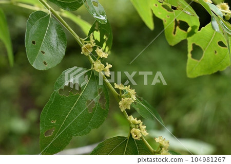 棗花 棗花 104981267