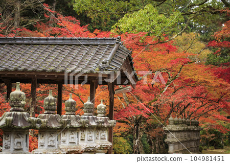 深秋的三原佛寺、Komankyo 橋和秋葉 104981451