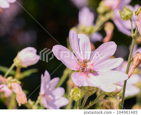 Closeup of a honey bee sitting on pink musk mallow flower in a private and secluded home garden. Textured detail of a blossoming malva moschata with bokeh copy space background and insect pollination 104981485